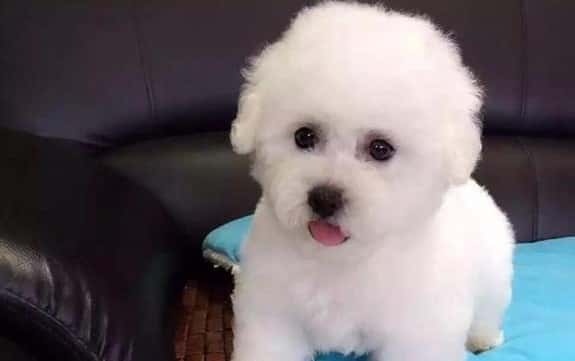 赛级比熊犬 赛级比熊犬