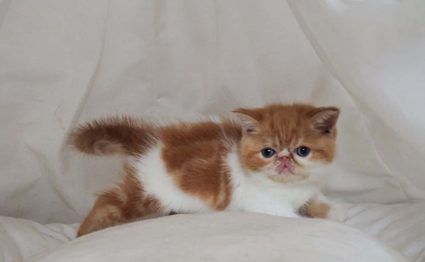 加菲猫妹妹幼猫 疫苗驱虫全打 无猫藓非常粘人可爱 加菲猫妹妹幼猫 疫苗驱虫全打 无猫藓非常粘人可爱