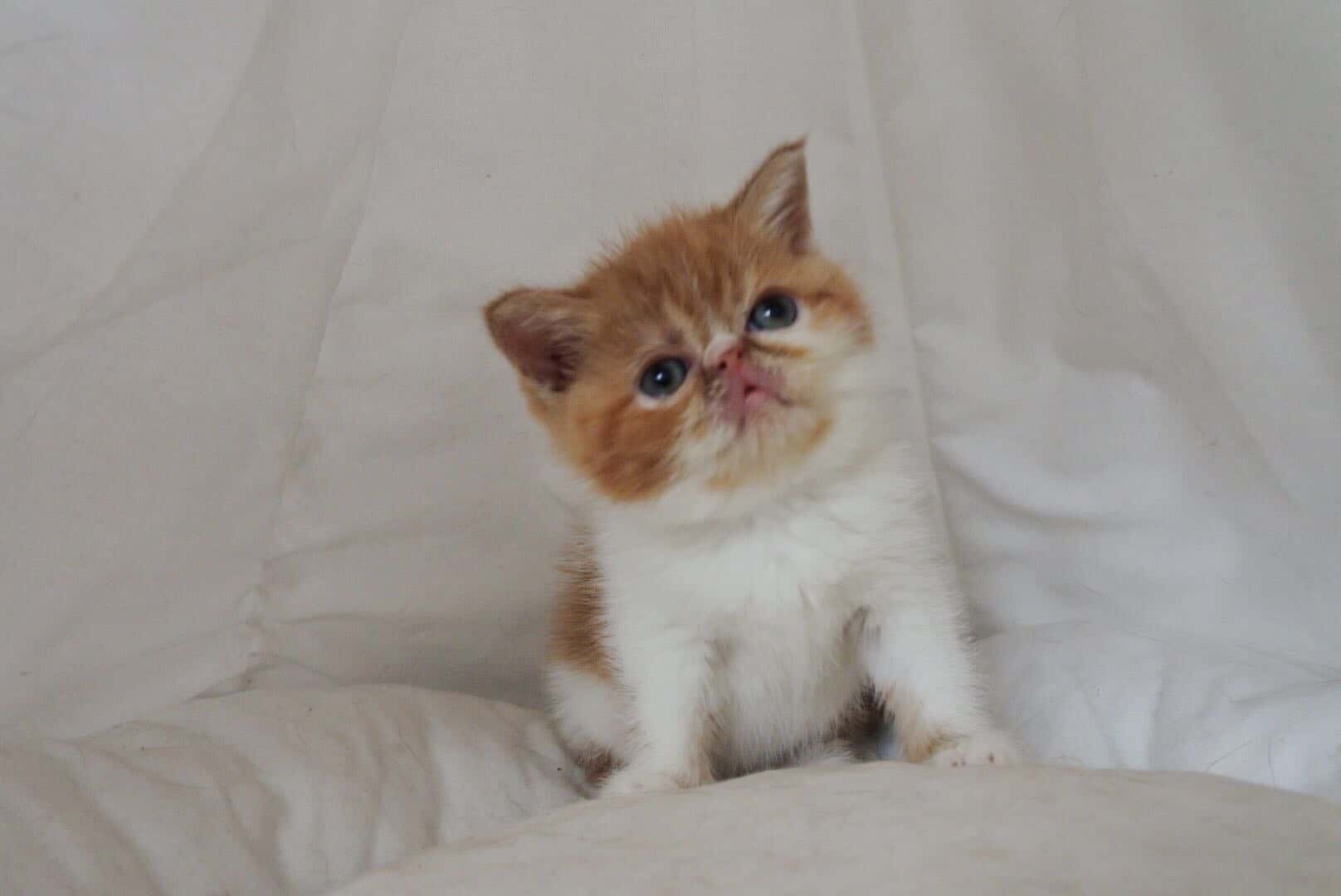 加菲猫妹妹幼猫 疫苗驱虫全打 无猫藓非常粘人可爱 加菲猫妹妹幼猫 疫苗驱虫全打 无猫藓非常粘人可爱