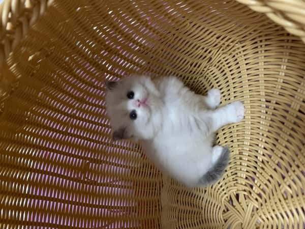 本地布偶猫海山双布偶带证书价低 本地布偶猫海山双布偶带证书价低