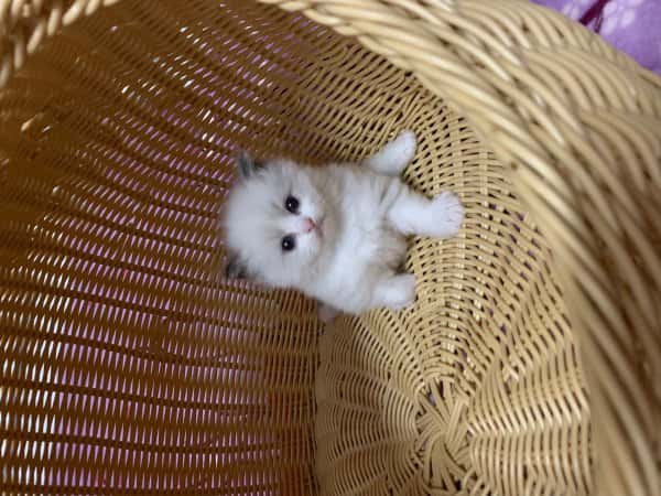 本地布偶猫海山双布偶带证书价低 本地布偶猫海山双布偶带证书价低